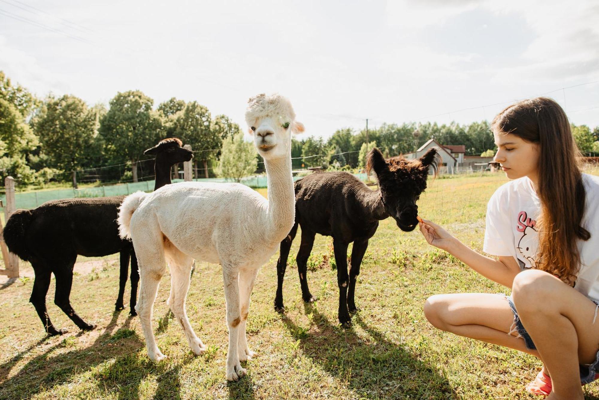 Gospodarstwo Agroturystyczne Z Basenem & Spa I Alpakami Bauernhof Ełk